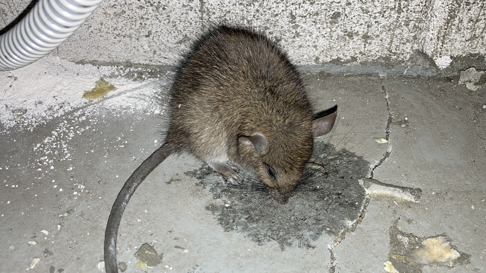 ネズミ駆除